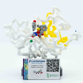 ß-Lactamase Model