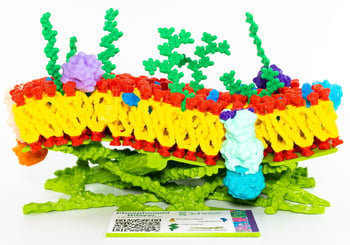 Mosaic Membrane Mighty Model