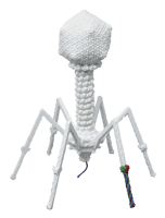 Bacteriophage_REV_med