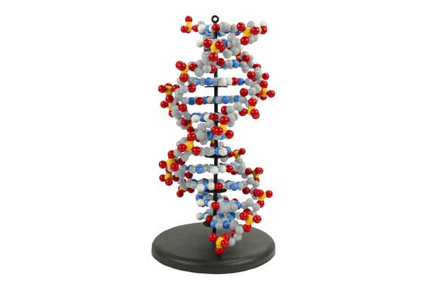 Dynamic DNA 2
