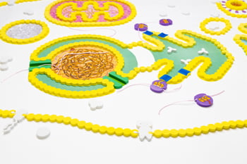 Cell Modeling Kit