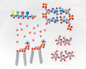 Molecules of Life Modeling Kit