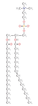 A diagram of the chemical structure of Phosphatidylcholine Phospholipid.