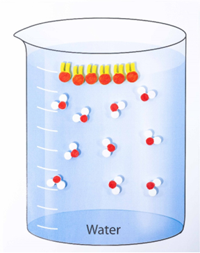 A beaker with a blue liquid labeled water and with models of water molecules scattered randomly. Six phospholipid models are positioned on the top of the water with their red hydrophilic heads touching the water and the yellow hydrophobic tails above the water.