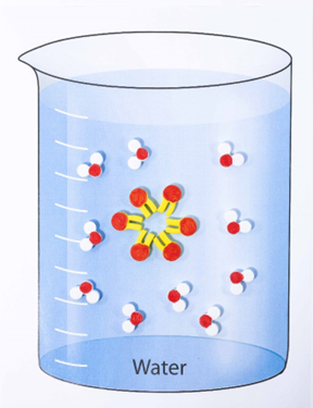 A beaker with a blue liquid containing six phospholipid models are positioned incircle in the water with their red hydrophilic heads pointing out and the yellow hydrophobic tails pointing in away from the water. The water molecules are surrounding the circle of phospholipids.