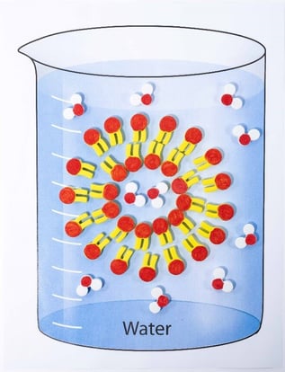 A beaker with a blue liquid containing a ring of phospholipids with two layers. The outer ring of phospholipids have the red hydrophilic heads pointing out and the yellow hydrophobic tails pointing inside. The inner ring has the yellow hydrophobic tail point out and towards the tail of the outer ring and the red hydrophilic head pointing towards the interior. There are water molecules both inside and outside of the ring of phospholipids.