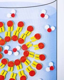A close up of: A beaker with a blue liquid containing a ring of phospholipids with two layers. The outer ring of phospholipids have the red hydrophilic heads pointing out and the yellow hydrophobic tails pointing inside. The inner ring has the yellow hydrophobic tail point out and towards the tail of the outer ring and the red hydrophilic head pointing towards the interior. There are water molecules both inside and outside of the ring of phospholipids.