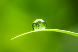 A water drop on a leaf